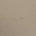 Chow 4-drs vitrinekast grenen dakargrau [fsc]